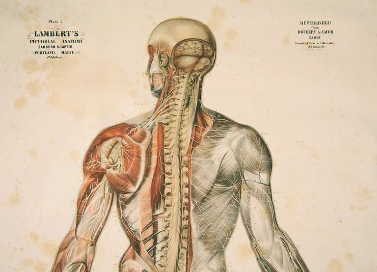 Six Color Printed Pictoral Anatomy Charts