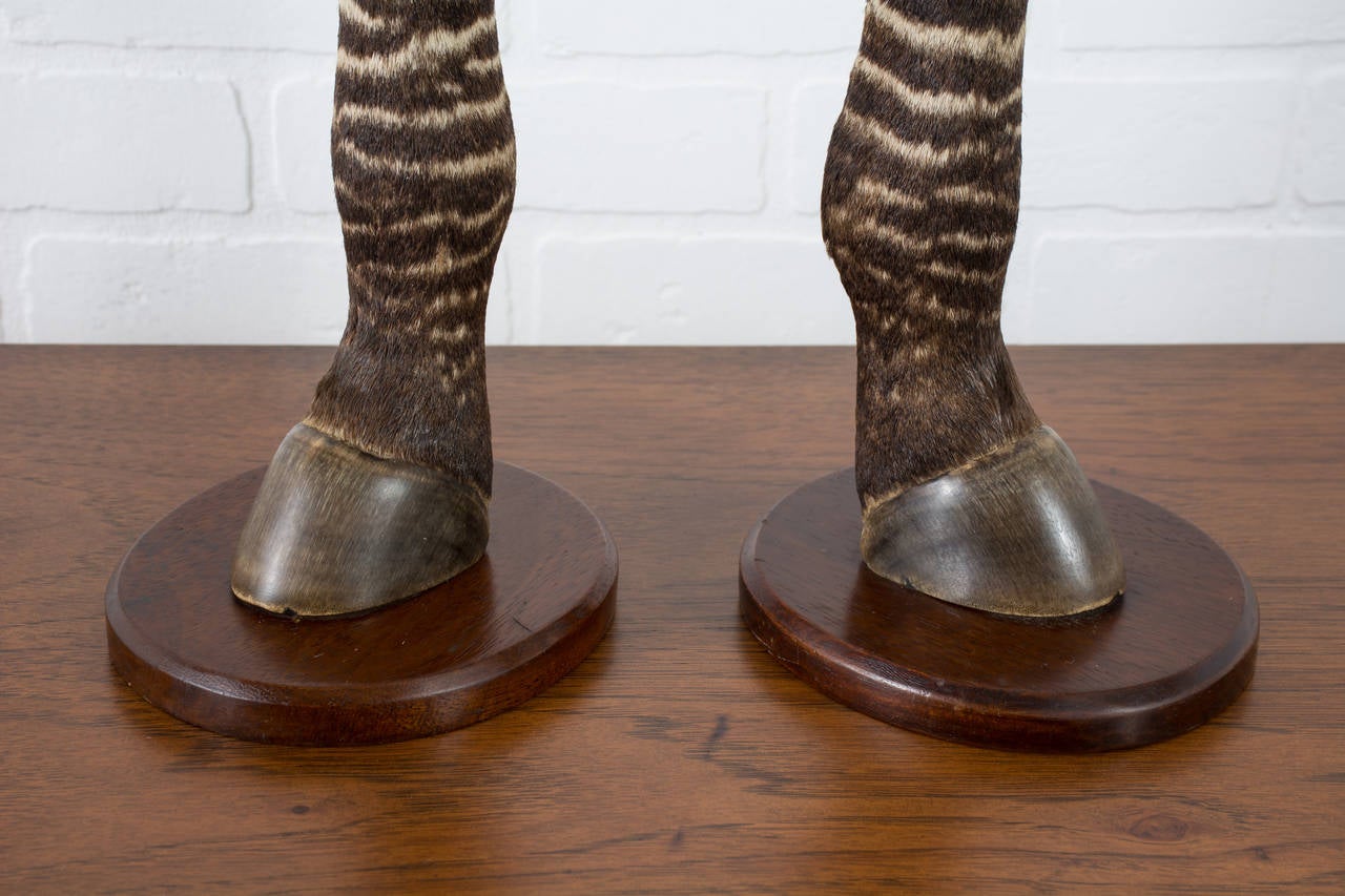 Mahogany Pair of Vintage Taxidermy Zebra Hoof Candle Holders