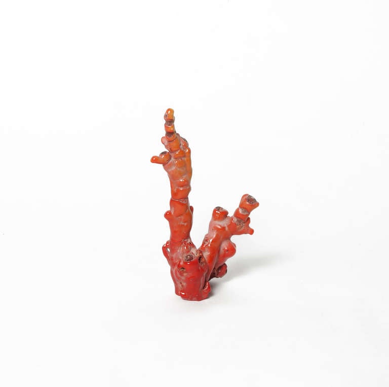 red coral branches for sale