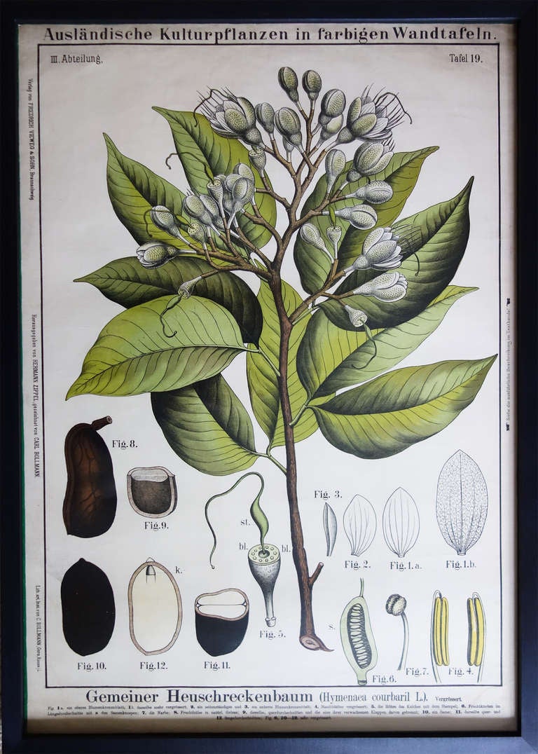 German 19th Century Botanical Prints