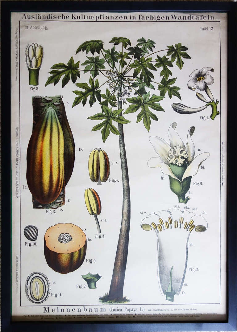 A group of rare 19th century prints illustrating tropical plants. They have a clarity, a boldness of design that we find compelling and modern. The colors employed--black, green, yellow, the occasional touch of orange--are surprisingly fresh given