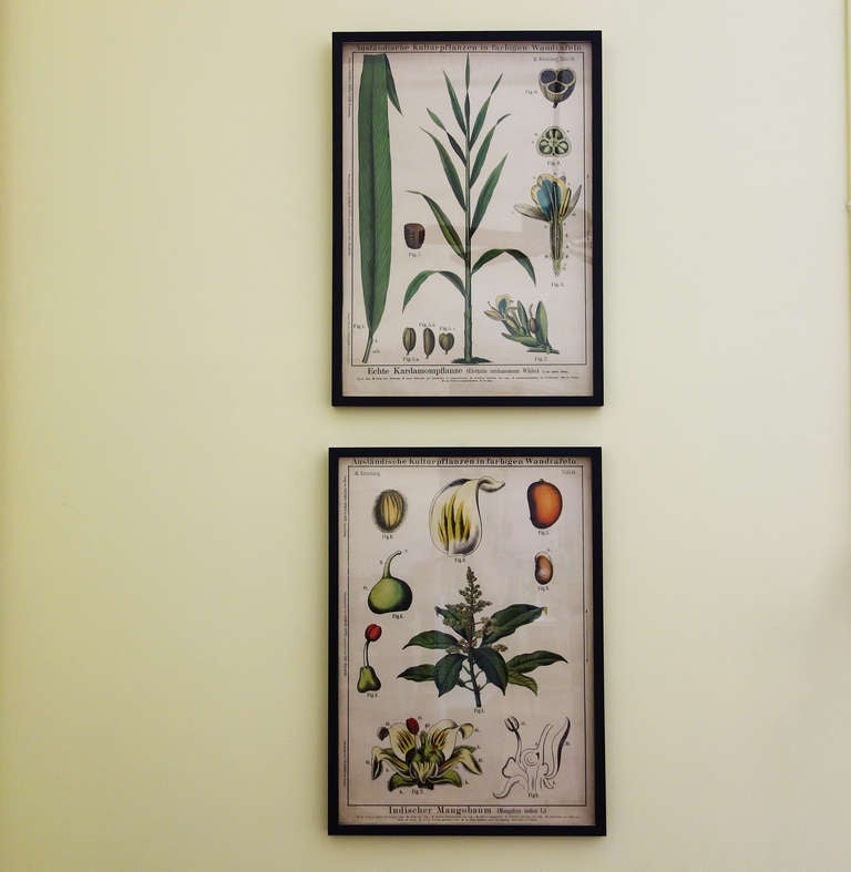 19th Century Botanical Prints In Good Condition In New York, NY