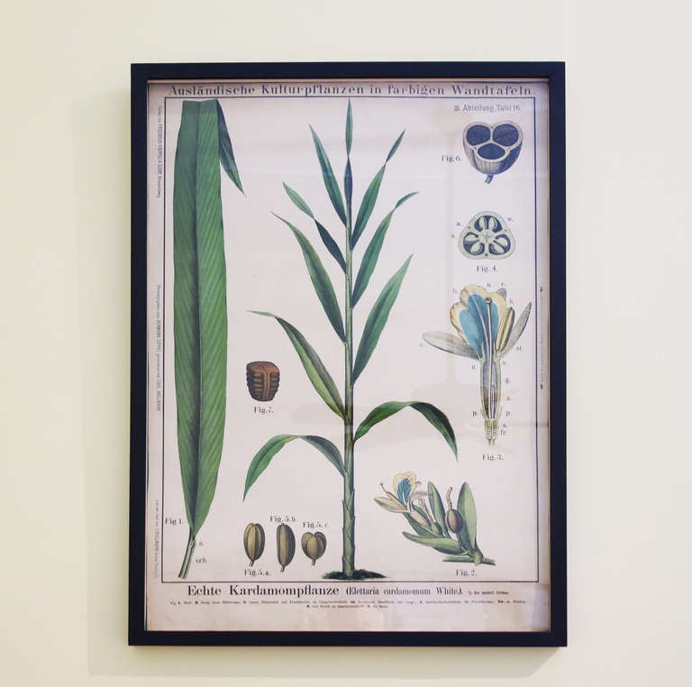 Paper 19th Century Botanical Prints