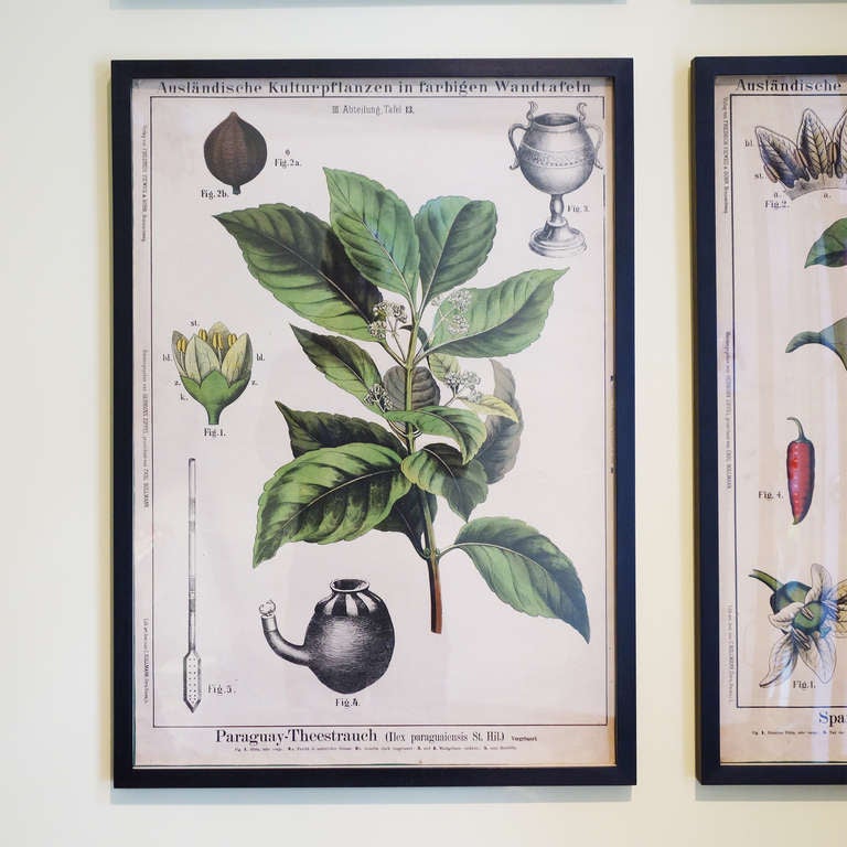 19th Century Botanical Prints 1