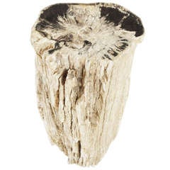 Large Petrified Wood Pedestal