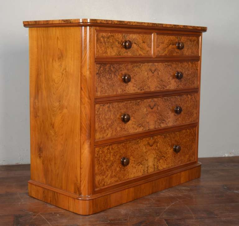 Victorian walnut chest of drawers having rectangular top with rounded corners above two short and three long ash lined graduated draws with turned walnut knobs and burr walnut fronts raised up on a plinth base.
