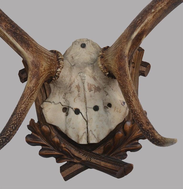 Set of Nine point stag Antlers, with part skull mounted on a carved wood plaque