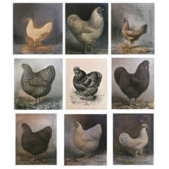 1910 Painted Albumen Photographs of Chickens for American Poultry Association