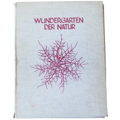 Wundergarten Der Natur Photograph Portfolio by Karl Blossfeldt 1932