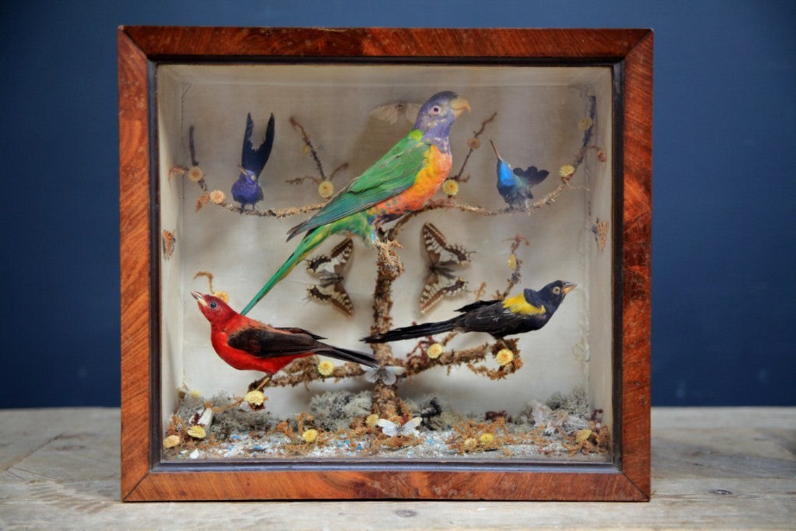 Cased Parrot and tropical birds