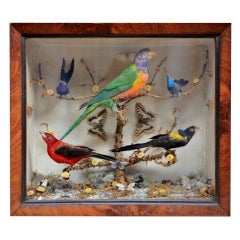 Cased Parrot and tropical birds 