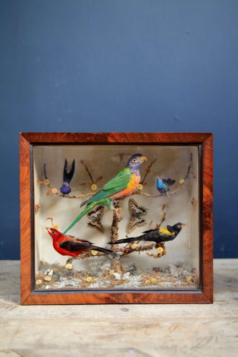 English Cased Parrot and tropical birds