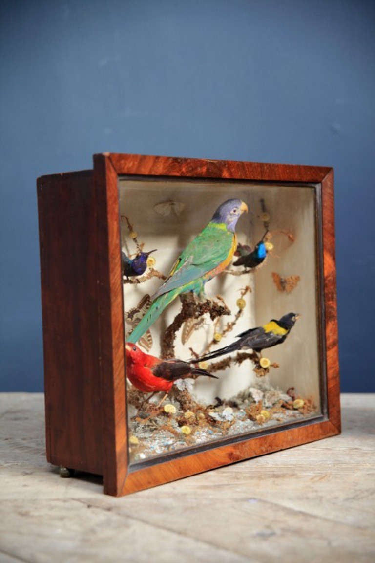 Cased Parrot and tropical birds In Excellent Condition In Llandudno, Conwy