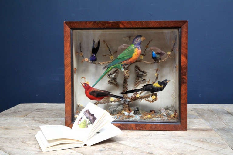 20th Century Cased Parrot and tropical birds