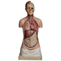 Anatomical Teaching Torso