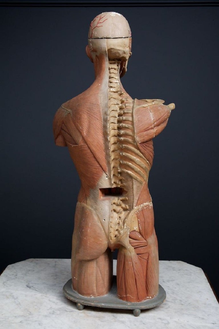 20th Century Anatomical Male