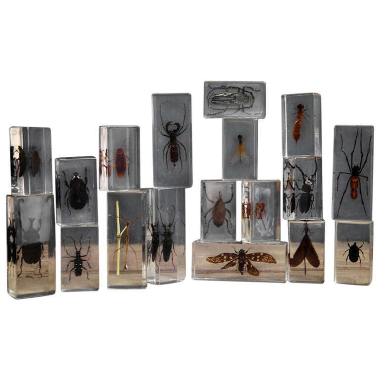 Collection of Insects in Lucite at 1stDibs