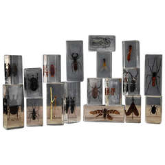 Vintage Collection of Insects in Lucite