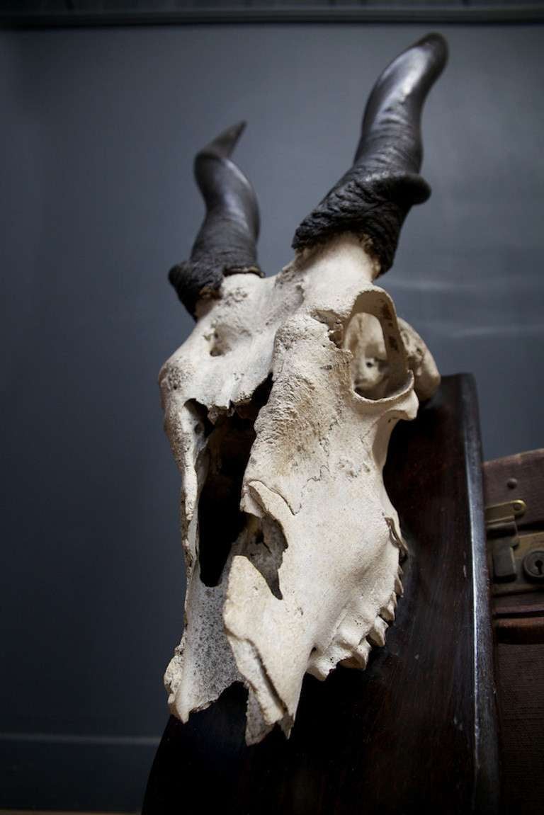 English Mounted Eland Skull