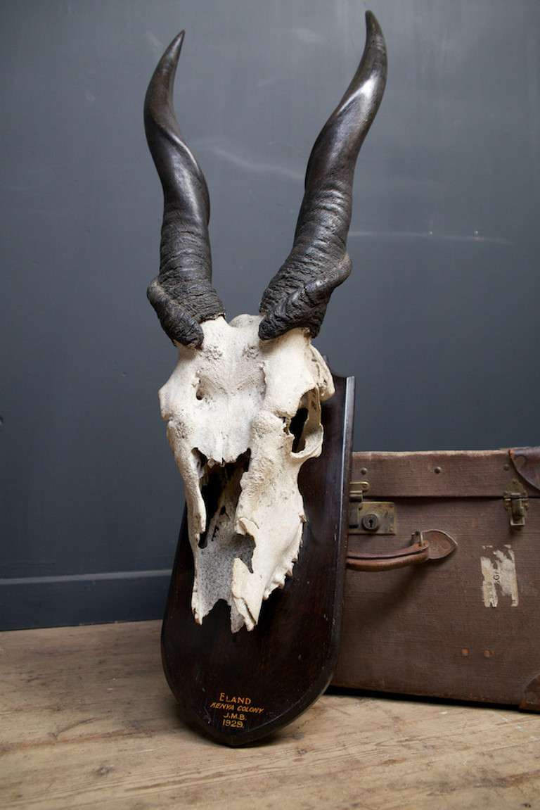 20th Century Mounted Eland Skull