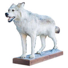 Alaskan Tundra Wolf 5