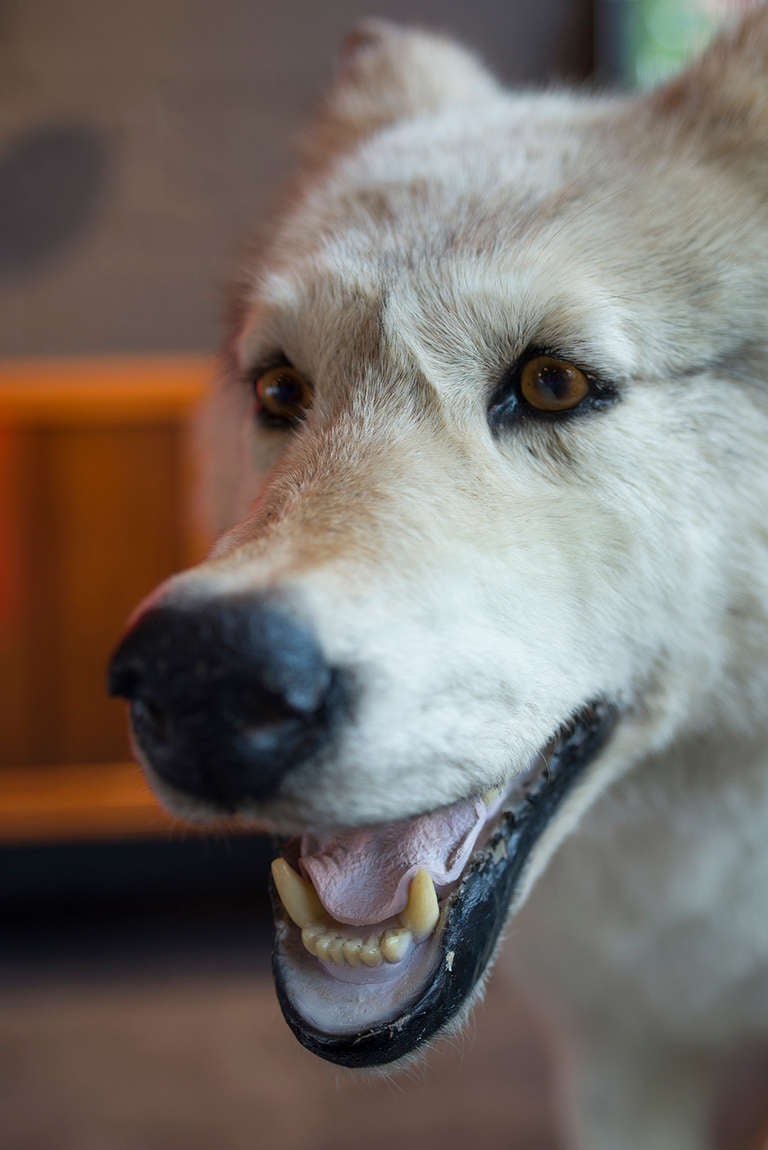 Alaskan Tundra Wolf 1