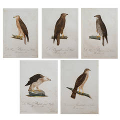 Five Copper Plated, Hand-Colored Engravings of Birds of Prey