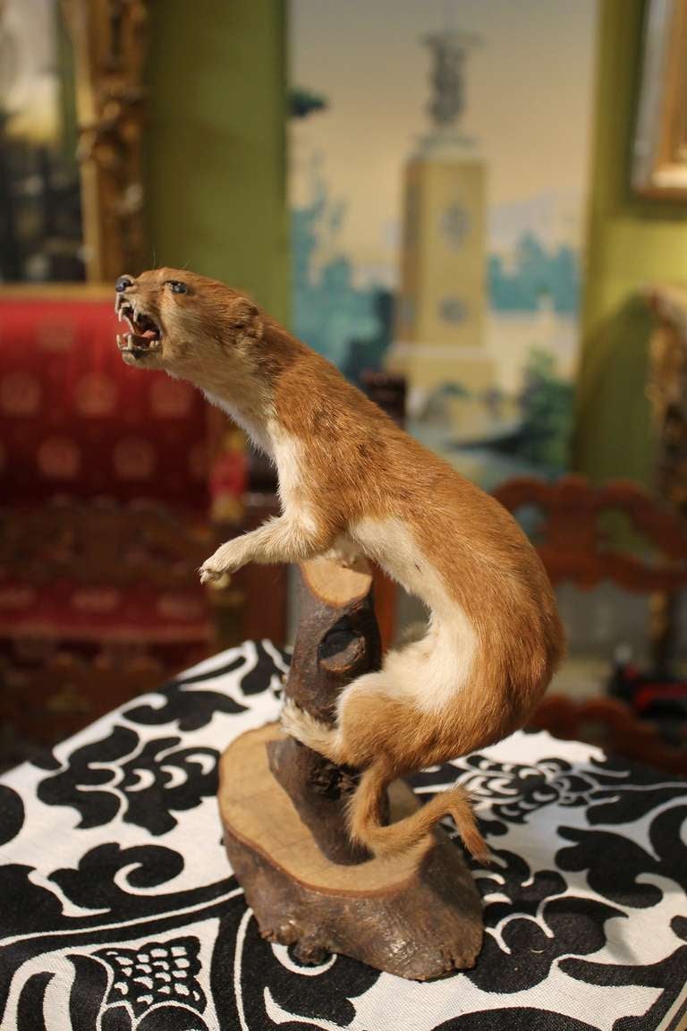 A Taxidermy Weasel