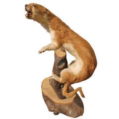 A Taxidermy Weasel