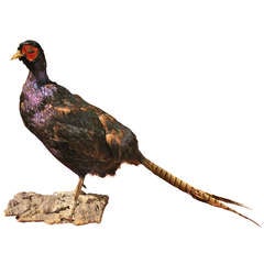 A Taxidermy Tenebrosus Pheasant