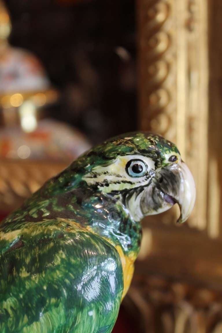 parrots in italy