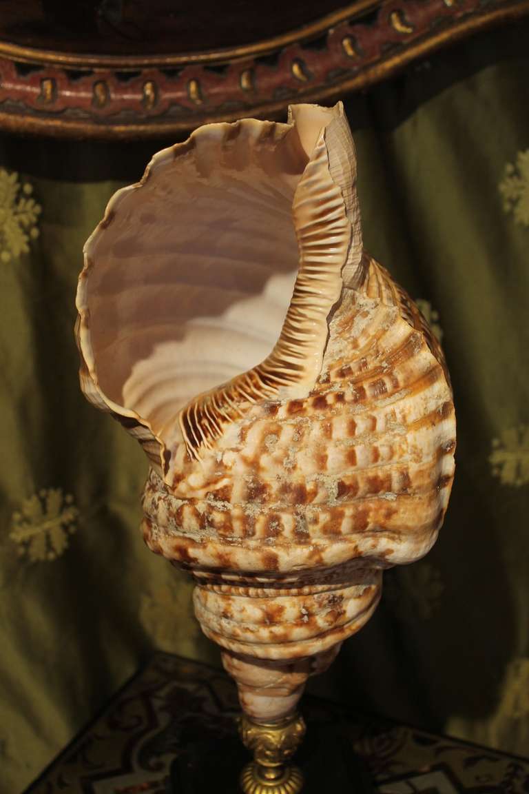 Antique Triton Shell with Marble Base In Excellent Condition In Firenze, IT