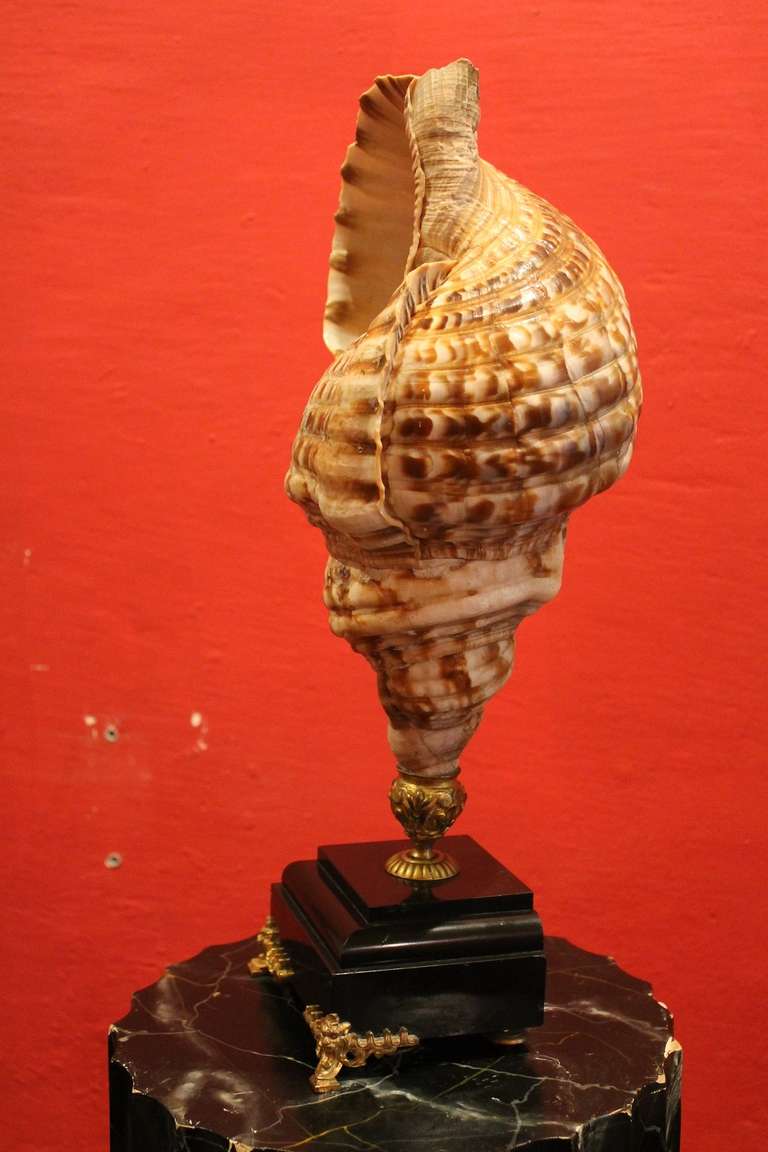 Antique Triton Shell with Marble Base 1