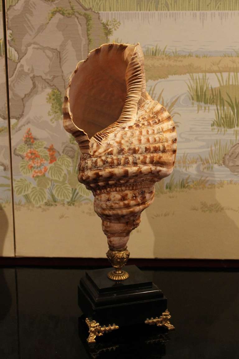 Antique Triton Shell with Marble Base 2