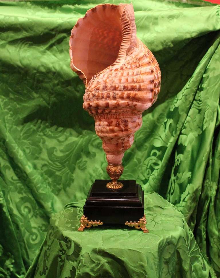Antique Triton Shell with Marble Base 3