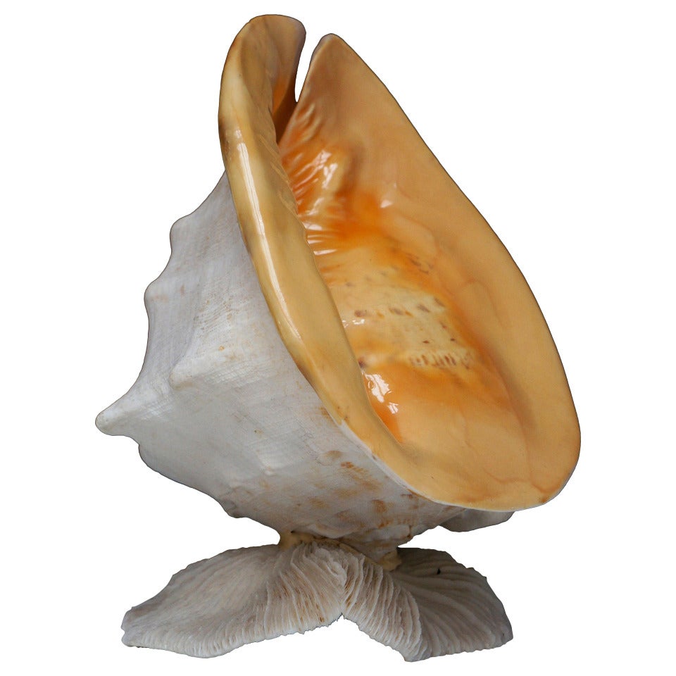 Beautiful Shell Table Lamp