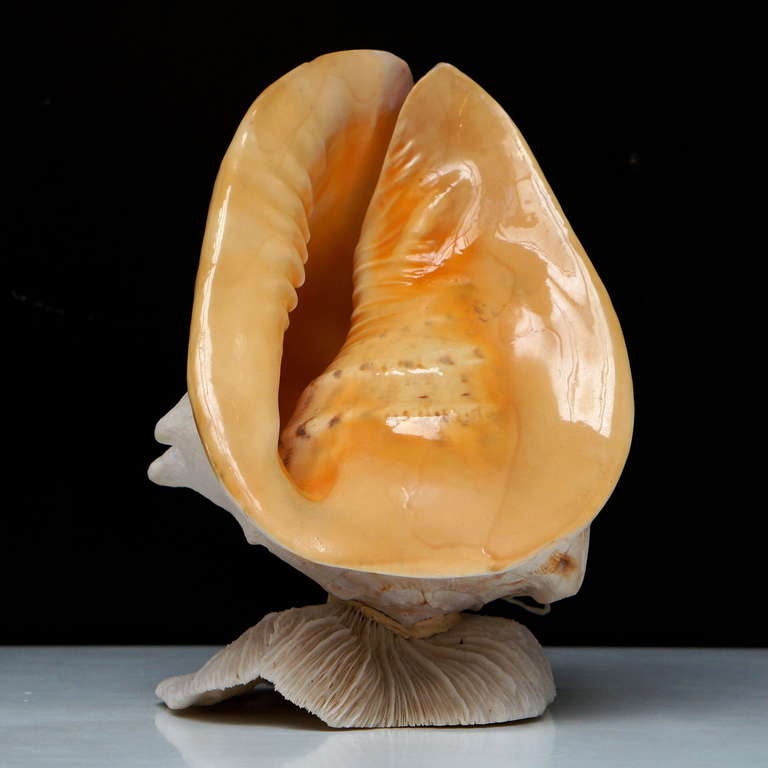 Mid-Century Modern Beautiful Shell Table Lamp