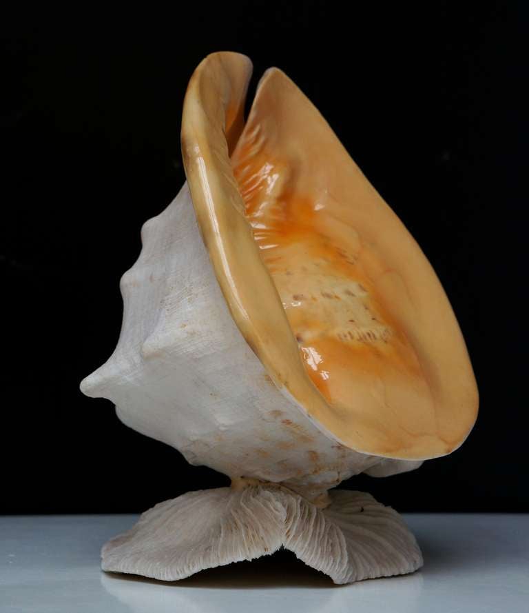 Unknown Beautiful Shell Table Lamp