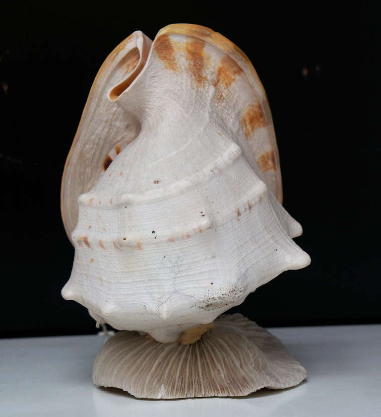 Beautiful Shell Table Lamp In Good Condition In Antwerp, BE
