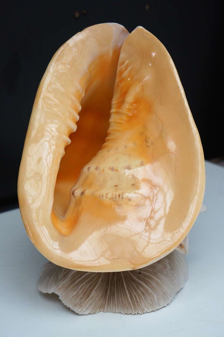 Beautiful Shell Table Lamp 1