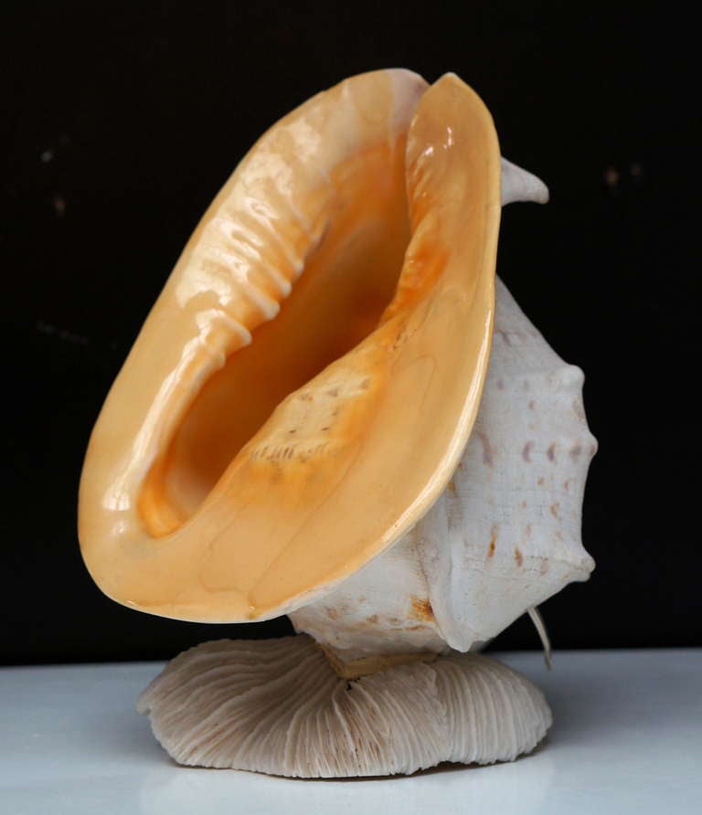 Beautiful Shell Table Lamp 2