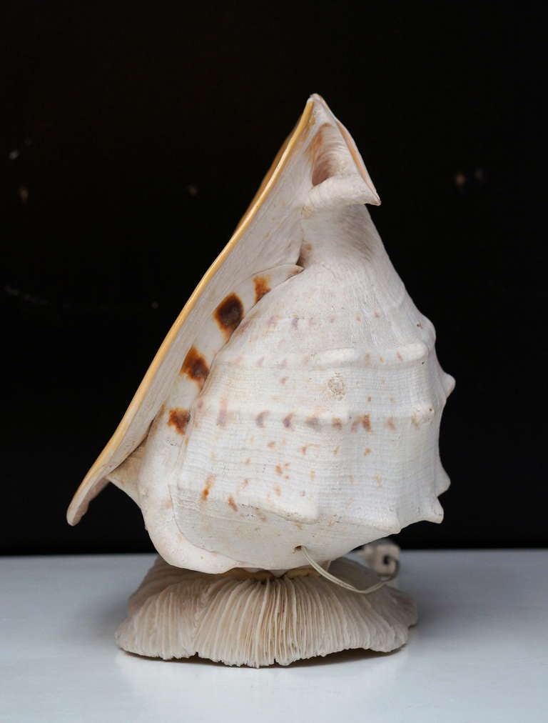 Beautiful Shell Table Lamp 3