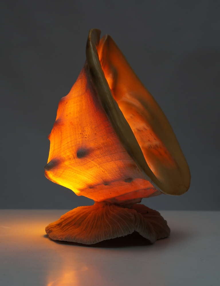 Beautiful Shell Table Lamp 4