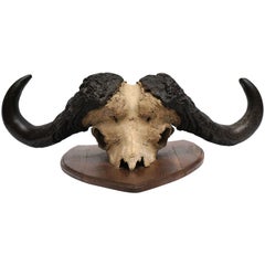 Early 20th Century Water Buffalo Skull