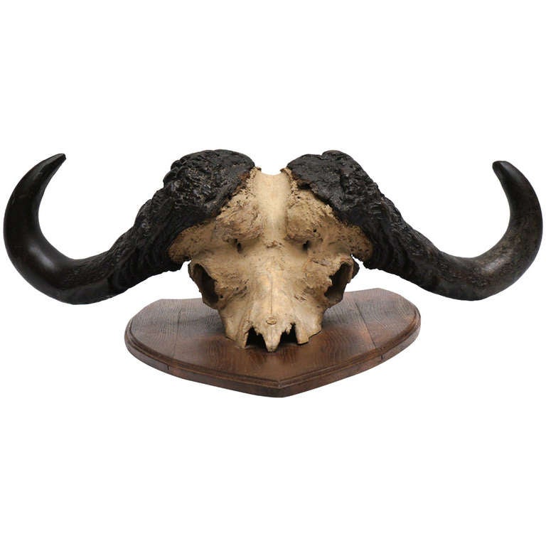 Early 20th Century Water Buffalo Skull For Sale at 1stDibs