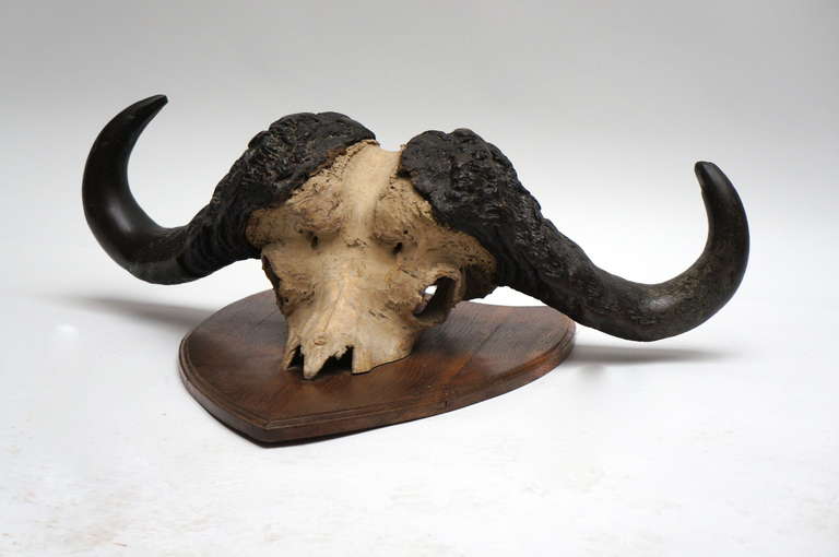 A large wall mountable buffalo skull. 
Weight: 15 kg.