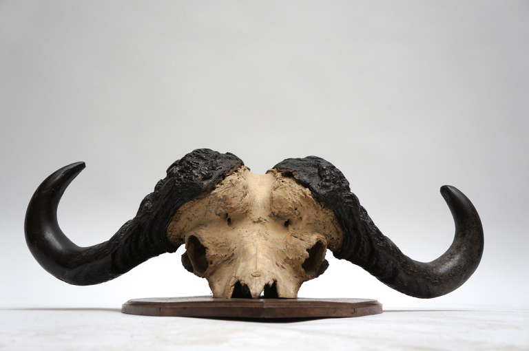 buffalo skull wall mount