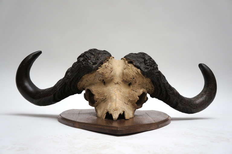 Mid-Century Modern Early 20th Century Water Buffalo Skull