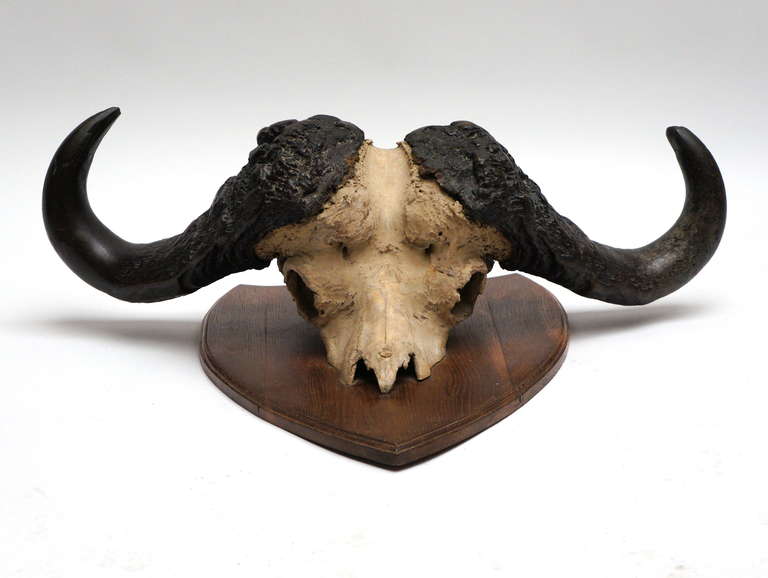 Early 20th Century Water Buffalo Skull In Good Condition In Antwerp, BE
