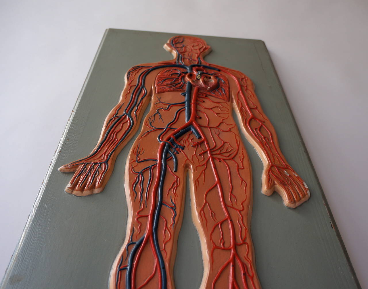 German Rare Anatomical Sculpture Model